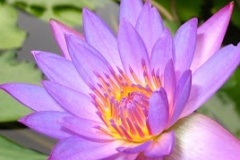 flower_0161