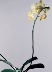 flower_0162