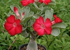 flower_0163