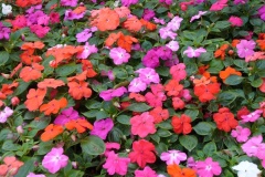 flower_0164