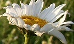 flower_0165