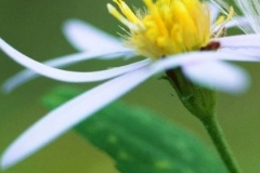 flower_0166