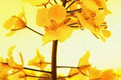 flower_0167