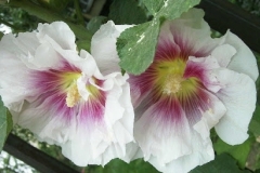 flower_0168