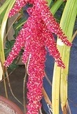 flower_0169