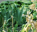 flower_0170