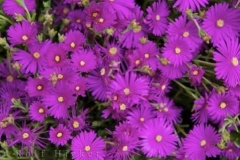 flower_0171