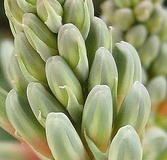 flower_0173