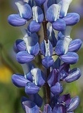flower_0174