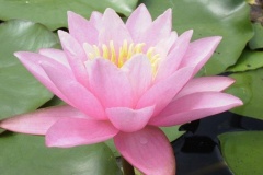 flower_0175