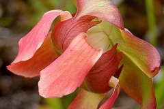flower_0176