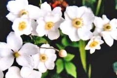 flower_0177