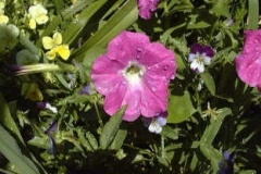 flower_0178