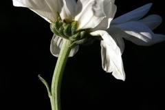 flower_0179