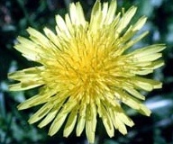 flower_0180