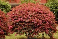 flower_0181