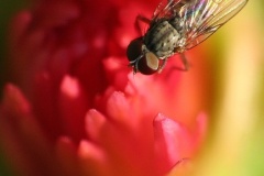 flower_0182