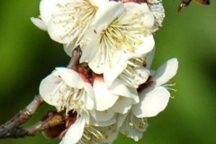 flower_0183