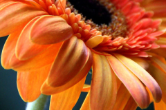 flower_0184