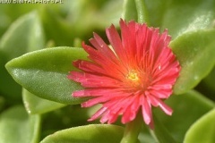 flower_0185