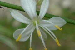 flower_0186