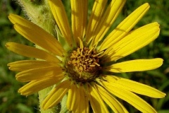 flower_0187