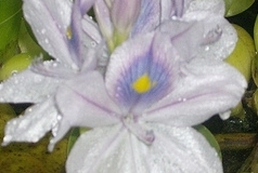flower_0188