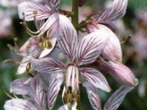 flower_0189