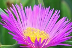 flower_0190