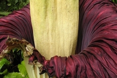 flower_0191