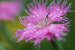 flower_0192