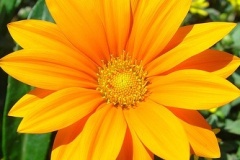 flower_0193
