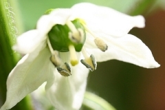 flower_0194
