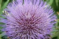 flower_0195