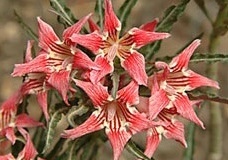 flower_0196