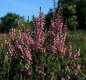 flower_0197