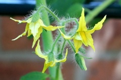 flower_0198