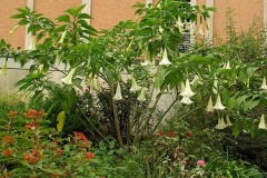 flower_0199