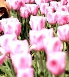flower_0200