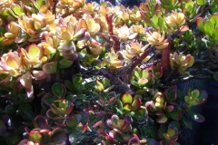 flower_0201