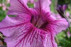 flower_0202