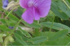 flower_0203