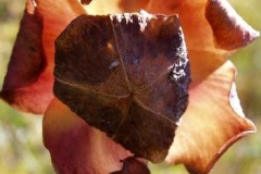 flower_0204
