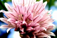 flower_0205
