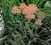 flower_0206