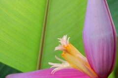 flower_0207