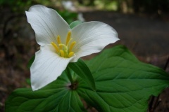 flower_0208