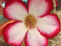 flower_0209