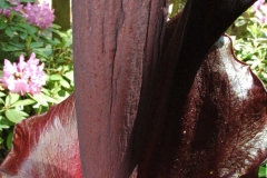 flower_0211