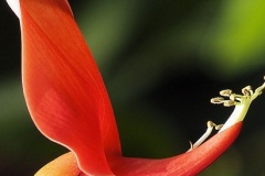flower_0212